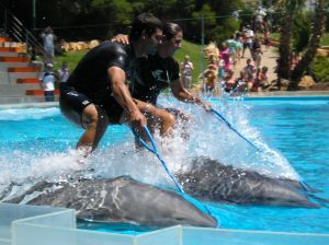 dolphins_in_motion