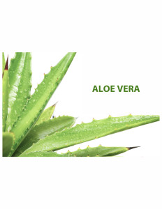 Aloe Vera Healing Agent Best Source