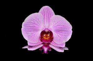organic orchid purify air in your home