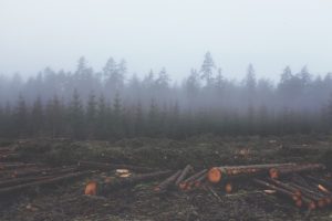 stop deforestation