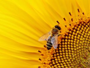 probiotics, honey bee's pesticide 