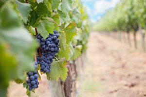 Winery Organic