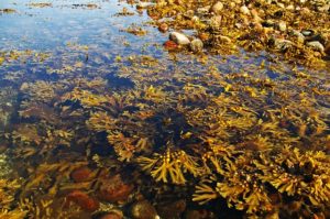 competition for solar energy is growing in the oceans: seaweed 