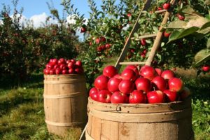 apples can help fight aging
