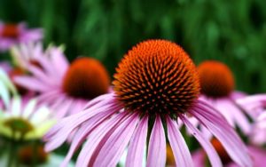 Echinacea: One of the best supplements for overly stressed people