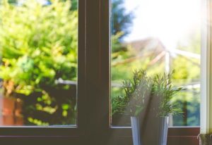 Enrich your home with these 6 green companions 