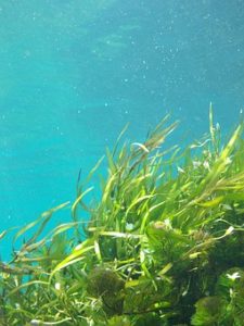 The many health benefits of kelp