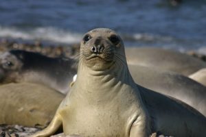 Elephant seals reclaimed this California beach during government shutdown