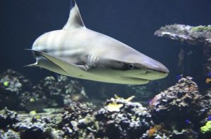 shark dna can unlock new cancer treatments